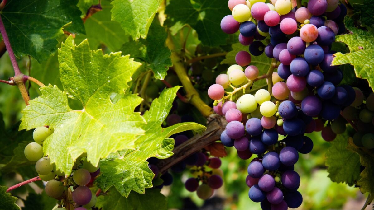 Grapes on the vine