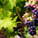 Grapes on the vine