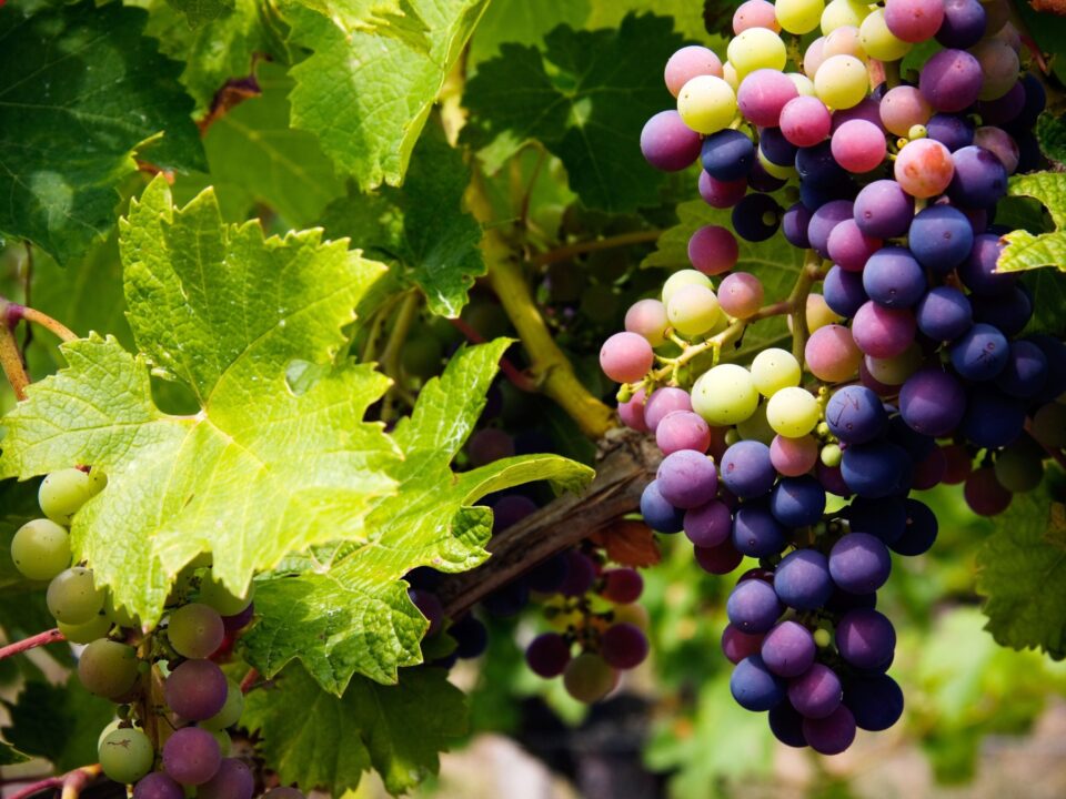 Grapes on the vine