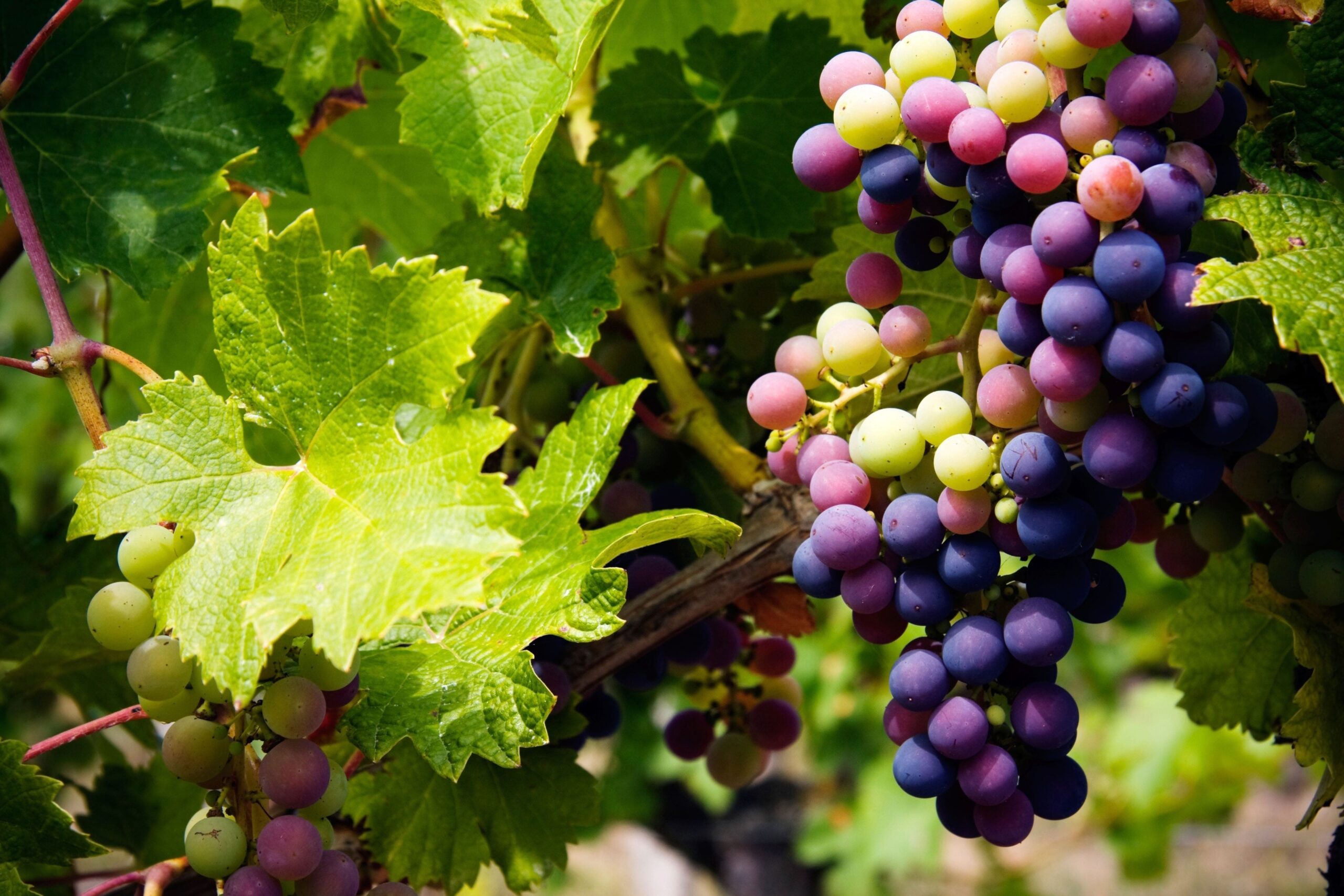 Grapes on the vine